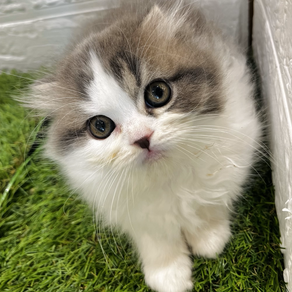 愛嬌たっぷりな猫ちゃんが仲間入り🐱ペットショップ犬の家＆猫の